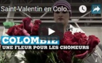 Saint-Valentin en Colombie : une fleur pour les chômeurs