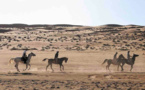 La première édition des “Gallops of Morocco” dans la région de Drâa-Tafilalet