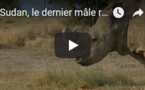 Sudan, le dernier mâle rhinocéros blanc du Nord est mort