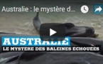 Australie : le mystère des baleines échouées