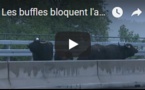 Les buffles bloquent l'autoroute