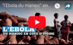 "l'Ebola du manioc" en Côte d'Ivoire