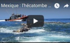 Mexique : l'hécatombe des tortues marines