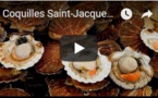 Coquilles Saint-Jacques : la Commission pour un règlement à l'amiable