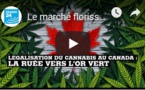 Le marché florissant du cannabis