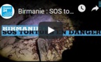 Birmanie : SOS tortues en danger