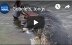 Gobelets, tongs... 6 Kg de plastique avalés par un cachalot en Indonésie