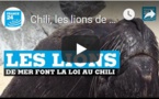 Chili, les lions de mer font la loi