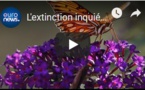 L'extinction inquiétante des insectes alarme les scientifiques