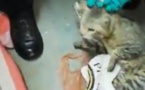 Insolite : Chat appréhendé