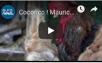 Cocorico ! Maurice le coq est autorisé par la justice à continuer de chanter