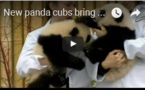 Nouveaux pandas apportent espoir et  joie au Canada