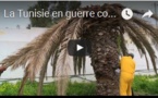 La Tunisie en guerre contre un insecte tueur de palmiers