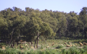 Les forêts, un capital naturel à préserver et pérenniser pour les générations futures