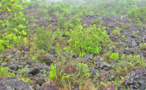 Les Eaux et Forêts et la Douane conjuguent leurs efforts pour sauver flore et faune sauvages