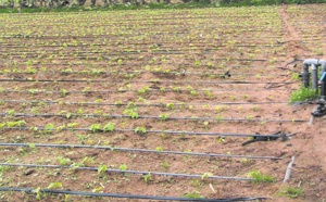 Projet de reconversion en “goutte-à-goutte” dans le périmètre de N’Fis