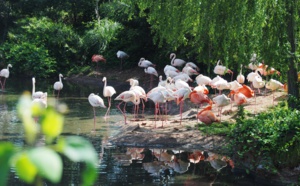 Partenariats avec les ONG africaines en matière de protection de l’ environnement