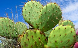 Valorisation du cactus local à Sidi Ifni