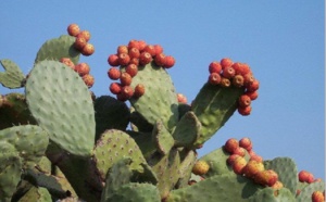 La cochenille du cactus envahit les plantations