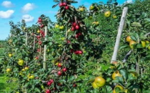 Plantation de 10.000 ha additionnels d’arbres fruitiers dans la province d’Al-Hoceima