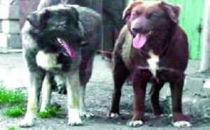 Une espèce canine nationale digne d'intérêt : Le chien de l'Atlas menacé de disparition