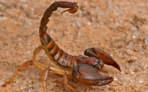 Les piqûres fatales des scorpions