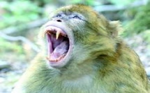 Organisation d’un atelier de sensibilisation des ONG marocaines : Le singe magot en vedette américaine à Rabat