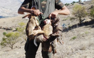 De plus en plus de chasseurs au Maroc