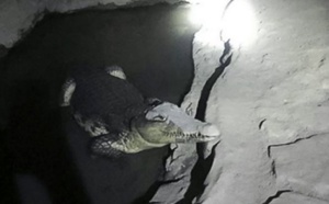 Insolite : Face à un crocodile