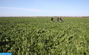 Bonnes perspectives pour la campagne agricole dans l'Oriental