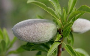 Les produits du terroir à l'honneur au Festival des amandiers de Tafraout