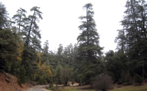 Journée internationale des forêts