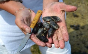 Interdiction de la récolte et la commercialisation des coquillages