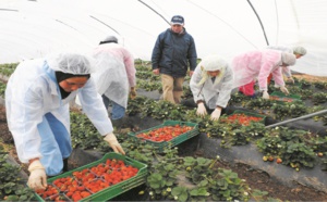 Ouvrières marocaines et fraises espagnoles :  Présomption de harcèlement et de viols au centre d’enquêtes et de contre-enquêtes