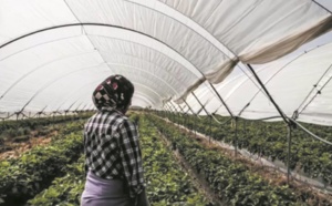 Le goût trop amer de la fraise espagnole : Maltraitance, harcèlement et viols, le triste lot des saisonnières marocaines