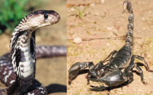 Piqûres de scorpion et morsures de serpent à tire-larigot lors de la saison estivale