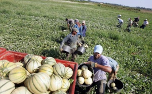 Des ouvriers agricoles marocains exploités en France