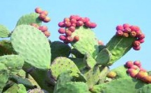 L'Agence pour le développement des provinces du Sud annonce des résultats prometteurs : Le cactus mis en valeur à Guelmim