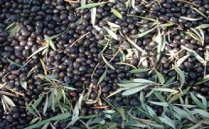 Projet d’agrégation oléicole à Khénifra  : Pour une valorisation de la production de l’olivier