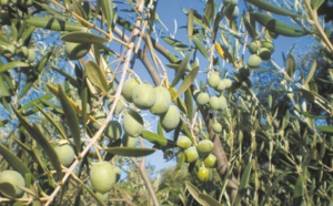 Production record d’olives