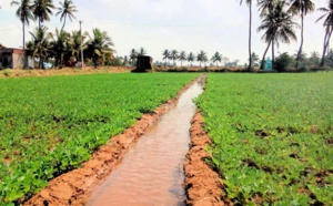 L’expansion des superficies irriguées stimulerait la productivité agricole en Afrique