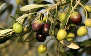 Une récolte record des olives