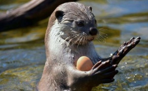 Insolite: Eddie n'est plus