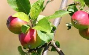 Immouzer Kandar : Festival des pommes