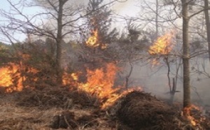 Seule une coopération intensive diminuera les risques d’incendies : 3000 hectares de forêts partent annuellement en fumée au Maroc