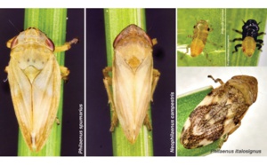 Attention danger !  Xylella fastidiosa est à nos portes