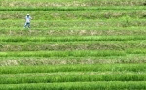 La génétique dope la sélection pour aider les riziculteurs japonais