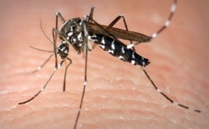 Des satellites pour dresser une «carte météo» des épidémies de dengue