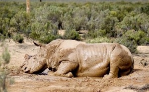 Afrique du Sud: si ça continue, il n’y aura plus de rhinocéros dans quatre ans