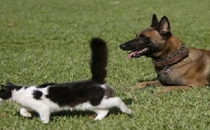 Au printemps, chiens et chats souffrent d’allergies comme les hommes